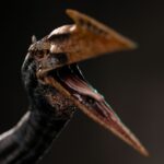 QUETZALCOATLUS JURASSIC WORLD REBIRTH ICONS. El Quetzalcoatlus, un titán imponente de los cielos, regresa en Jurassic World: Renaissance como una impresionante figura de resina a escala 1/10. Parte de la colección Icons, esta pieza captura la majestuosidad salvaje de uno de los reptiles voladores más grandes jamás conocidos. Con sus fauces abiertas, su cresta ósea afilada y sus alas cerradas, parece listo para atacar o defender su nido desde una posición elevada. El detallado esculpido de la figura, desde la textura de la piel y las garras en forma de gancho hasta su poderosa anatomía, transmite una fuerza y un realismo muy naturales. Su base, al estilo de un templo antiguo, evoca civilizaciones y rituales olvidados, con escaleras derruidas, mampostería irregular y una sensación de reverencia propia de un dios del cielo renacido. Con una altura aproximada de 26 cm, esta pieza de coleccionista está diseñada para causar impacto. Una adición ideal para cualquier fanático de los gigantes prehistóricos o del inmersivo universo jurásico.