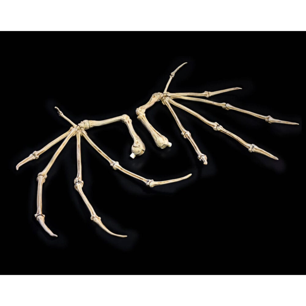 Accesorios para figuras bone wings mythic legions all stars. Mythic legions, de los galardonados four horsemen studios, es un amplio mundo fantástico de figuras de acción que sigue creciendo con la serie all stars 6. Este set incluye un par de alas de hueso.