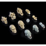 ACCESORIOS PARA FIGURAS UNDEAD HEADS PACK MYTHIC LEGIONS ALL STARS. Este pack de cabezas incluye cabezas aptas para clavijas de cuello «1.0». Incluye 7 cabezas, 5 de las cuales presentan esculturas que debutaron en este set. 5 de estas cabezas son esqueletos pintados en nuestro «color hueso estándar» para facilitar su combinación con otras figuras (Skalli y Raider) y 2 de las cabezas son zombis pensados para combinar con el «Undead Builder Set» de la serie Necronominus. Completan este set 4 piezas de cuello: un esqueleto estándar, un esqueleto de cuello largo, un zombi y el poste de cuello cortado del set Headless Horseman, también pintado en colores zombi.
