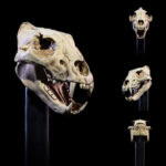 ACCESORIOS PARA FIGURAS UNDEAD HEADS PACK MYTHIC LEGIONS ALL STARS. Este pack de cabezas incluye cabezas aptas para clavijas de cuello «1.0». Incluye 7 cabezas, 5 de las cuales presentan esculturas que debutaron en este set. 5 de estas cabezas son esqueletos pintados en nuestro «color hueso estándar» para facilitar su combinación con otras figuras (Skalli y Raider) y 2 de las cabezas son zombis pensados para combinar con el «Undead Builder Set» de la serie Necronominus. Completan este set 4 piezas de cuello: un esqueleto estándar, un esqueleto de cuello largo, un zombi y el poste de cuello cortado del set Headless Horseman, también pintado en colores zombi.